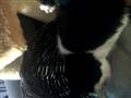 Sunshine elsker Catnip :) 