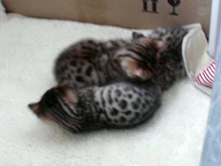 Bengal killinger leger