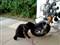 Simba og Gorilla Bike