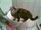 Snupper Misha i lige af have drukket af toiletet :b