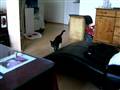 Perle-missen som hund...