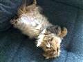 Vores nye perser kat..