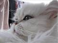 I love you my tiger<3