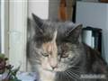 R.I.P Missen - Savnder dig <33 :(