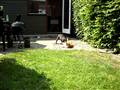 Katten og hunden
