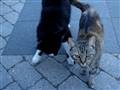  Vores Katte *