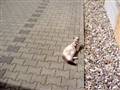 Hund på flugt