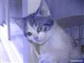 Kattekillinger :D
