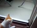 Hun er en hund