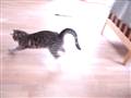 Min sindsyge kat