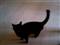 Stella vs. Laserpointer